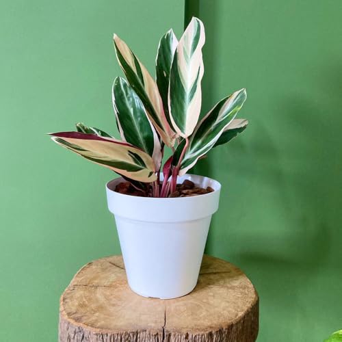 Vasart Sampa Vaso de Flores, Branco, 10x9cm, 1 Unidad