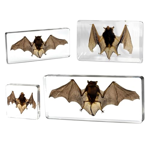Image of Taxidermy Bat, Real Insect Bat Specimens in Resin for Closer-Look & Study in Safe Healthy Manner, Novelty Fun & Educational for Classroom, Home Office Decor Display (L: 5.5x2.5x0.8-inch)