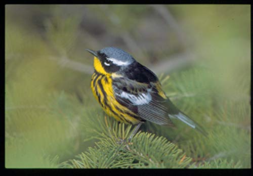 Wild Ohio: The Best of Our Natural Heritage