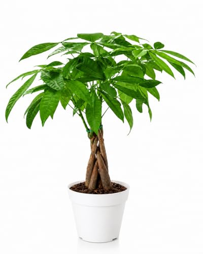 Hopewind Plants Shop Money Tree Live Indoor Plant | 14-22 Inches Tall Bonsai | Easy to Grow...