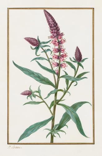 Affiches et gravures Pancrace Bessa pour créer une ambiance élégante au salon
