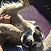 iCalmDog 5.0a Portable Speaker + 90-mins Clinically-Tested Calming Music: Through a Dog's Ear | Your Proven Canine Anxiety Solution