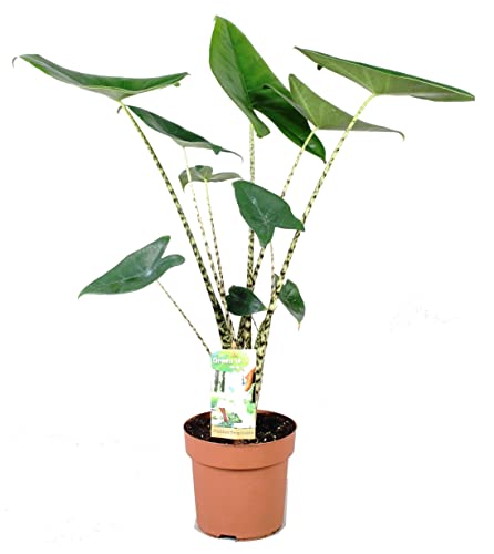 Plant in a Box - Alocasia 'Zebrina' - Zimmerplanze - Topf 17cm - Höhe 60-70cm - Große Topfpflanze - Luftreinigend Cover