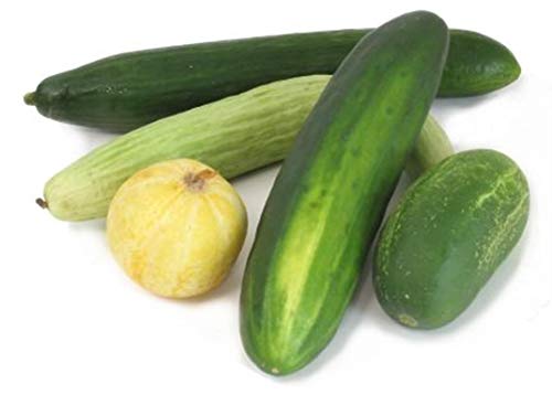 J and L Heirloom Cucumber Seeds Collection Mix 10 Varieties 25 Seeds from Our Organic French Farm