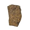 The Geode Mine Genuine Fossilized Leaf from The Metasequoia Tree (Dawn Redwood)