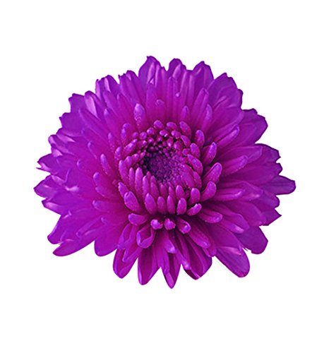 Nema Miracle Daisy Chrysanthemum Seeds - Purple - 100 Pcs-picture-30