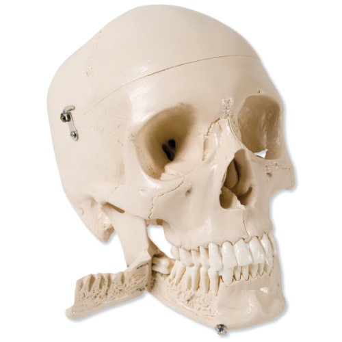 Image of 3B Scientific W10532 4 Part Skull Model with Teeth for Extraction, 8.7 inch x 5.3 inch x 6.7 inch