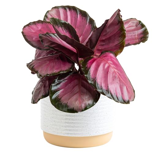 Comparison: Best Pot For Calathea 2 Costa Farms Calathea Pink Star Live Plant | 12-Inches Tall | Beautiful Indoor Houseplant in 6-Inch Decorative Plant Pot | Unique Garden or Birthday Gift | Room and Home Decor