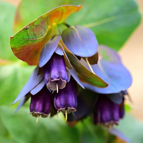 Honeywort Purple - Bell-Shaped Flowers - 5 Seeds. One of The Most Striking Features of Honeywort's Flowers is The Color of Purple-Blue hue is Rich and Vibrant.