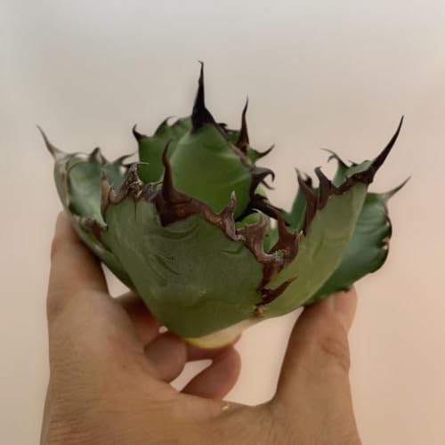 AKx `^m^ Special ~ ؂V