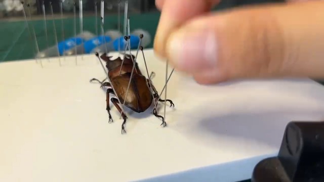 Image of EVA Foam Insect Pinning Board - Pose Insects Specimen Mounting Board for School Lab Science Entomology Education Project /Bugs Collection (L Size, 1PACK)