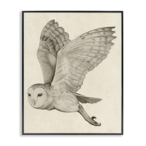 Flying Barn Owl Wings Detailed Drawing, 16 x 20 Inch Framed Giclée Print
