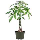 American Plant Exchange Live Money Tree Bonsai – 6-Inch Pot Cover – Braided Trunk Houseplant with Lush Green Leaves, Easy Care Indoor Plant for Homes, Offices, Desks & Feng Shui Décor