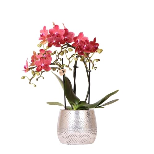 KOLIBRI Orchids - Orchidée Phalaenopsis rouge - Congo + Elite - Pot argenté - Diamètre du pot : 9 cm - Hauteur 40 cm - Plante d'intérieur à fleurs dans un...