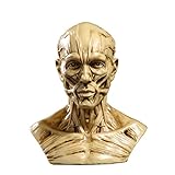 [Ampliamente utilizado] - Dibujo del artista, referencia de esculturas, diseño de personajes, investigación médica, educación escolar, etc.