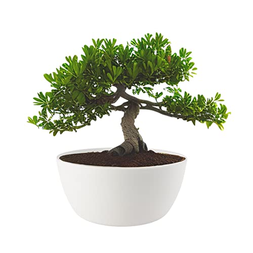 ECOMACETAS FLOWERPOT STORE Maceta Bonsai, Macetas para Bonsais, Cactus, Suculentas, Crasas Redonda Baja de Plástico Blanca (1, 25 cm)