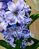 Bulbos De Jacinto,Perenne Resistente, Flores Fragantes, Jacinto,Fragante, DecoracióN De Habitaciones，JardíN, Planta Bulbosa, Jacintos Bulbos-6bulbos-B