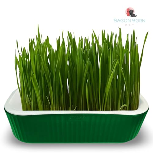 Kit Plante Grama Graminha Para Gatos Digestão Bola De Pelos (Verde)