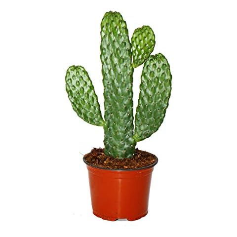 Road Kill Cactus - Consolea rubescens - Flat Ear Cactus - 12cm Pot Cover
