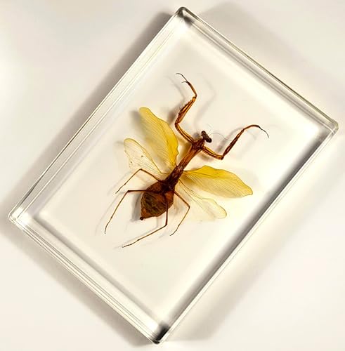 Image of Huge 6.9 inch Real Praying Mantis w /Open Wings in Crystal Clear Lucite Resin Specimen Preserved Animal Insect Bug Taxidermy Collection for Biology Science Education & Desk Ornament Display Paperweight