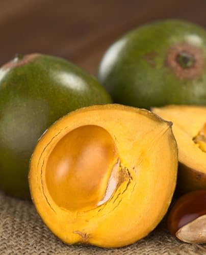 Planta de LUCUMA 'Pouteria Lucuma' en maceta 18 cm - h. planta 30/40 cm