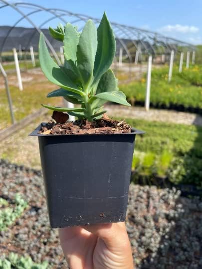 Autumn Joy Sedum in a 3.5" Pot-Beautiful Sturdy Perennial!!! (5)