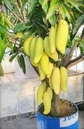 Cloud Farm "Kesar" Live Amba fruit plant Grafted hybrid Mango"King of fruits"1 Healthy Live Plant for Home Garden (Alphonso Mango) CF_N1_27 (B0CWG7SHX4) Amazon Price History, Amazon Price Tracker