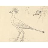 ArtDirect Secretary Bird Print by Luigi Balugani