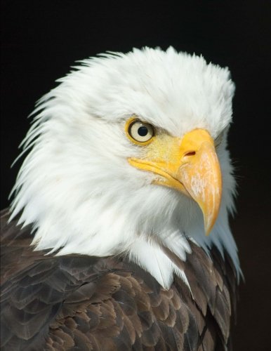 Eagle Notebook: Bald Eagle Composition Book (Journal, Log Book, Diary, Creative Writing, School, Poetry) (8.5 x 11" Large, Ruled): Volume 6 (Birds)