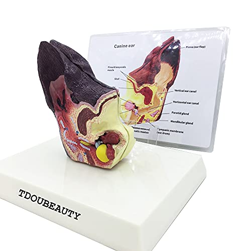Dog Ear Anatomy 2 Sided Model Normal Health and Infected Pathological Ear Family FET Veterinary Equipment Teaching Model