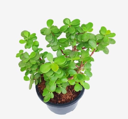 Oyeboy Live Holy Jade Plant for Home Indoor Outdoor Living Room Office Desk Gifting Home Decor Feng Shui Lucky Crassula ovata ka Podha for Garden Balcony Money Plant Tree Air Purifier Bonsai-picture-32