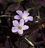 30 bulbi di oxalis triangularis - trifoglio bordeaux scuro - fiore rosa e bianco (30)