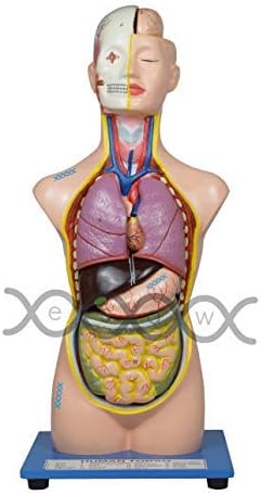 ESAW Human Torso Figurine (18 Inches)