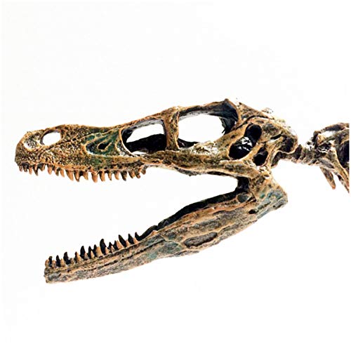 Huili Dinosaurier-Skelett-Modell - 20" Velociraptor Dinosaurier-Skelett Statue Modell - für Archäologische Tier Resear oder Inneneinrichtungen, wissenschaftliche pädagogische Spielzeug- – Bild 4