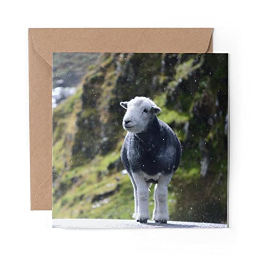 Image of 1 x Greeting Card Cute Herwick Sheep Lamb - Blank Birthday Celebration Anniversary #44781