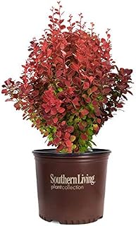Southern Living Orange Rocket Barberry (Ornamental, Landscape, Bush, red Foliage), 2.5 Quart