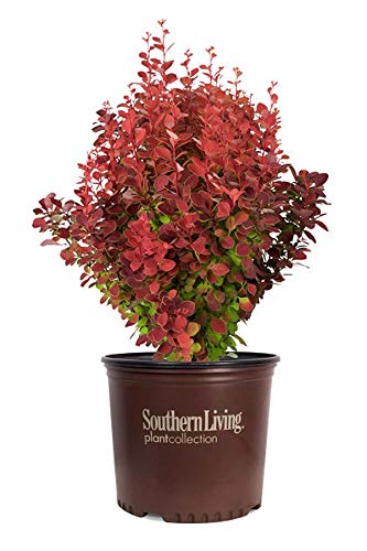 Southern Living Orange Rocket Barberry (Ornamental, Landscape, Bush, red Foliage), 2.5 Quart