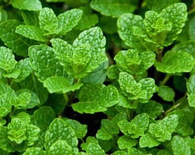 Miniatura 5 de Más de 500 Sombrero Giong Rau Hung Lui Hierba de menta vietnamita Sin OGM Plantación fácil y simple