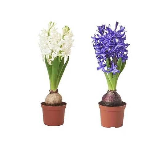 Duo de Hyacinthus - DECOALIVE - Plantas Naturales - Flores de Exterior - Jacintos