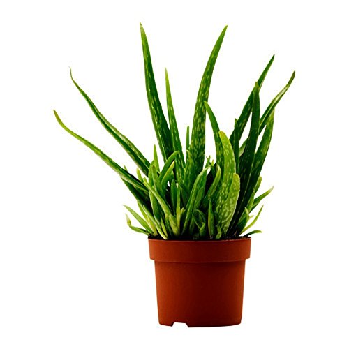 NurseryNature Aloe Vera Plant Amazon.in Garden & Outdoors