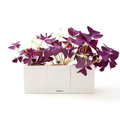 Legrow Smart Garden Indoor Planter Starter Kit - 3 Patented Design Plant Pots,1 Water Holding Base Tray - (Plants Not Included) #TOP2