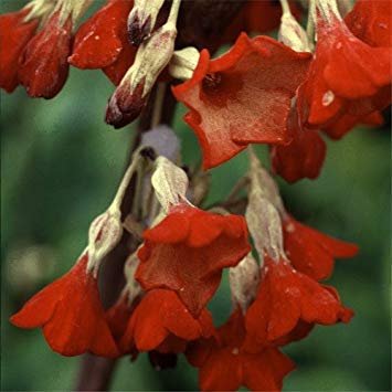 Preisvergleich Produktbild Samen-Paket: Seed Welt Seeds - Tibet-Primel 'Ray Ruby' Seeds