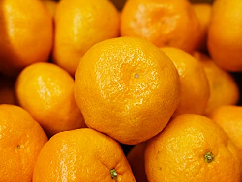 ꌧY ݂݂ i݂ہj Gi (2L`3LTCY 7kg)