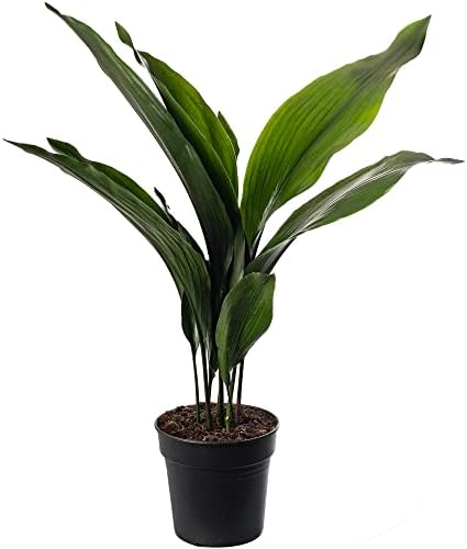 Planta de Hierro Fundido Aspidistra Elatior Plantas de Interior S...