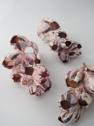 【貝殻の問屋さん】天然フジツボ【約12～14cm/1個】のサムネイル