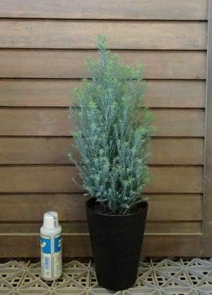 Amazon ホワイト シルバースター コニファー 4寸鉢植え 盆栽