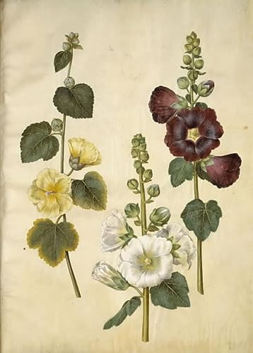 Peinture moderne Alcea Rosea par Hans Simon Holtzbecker, impression sur toile premium 60x90cm