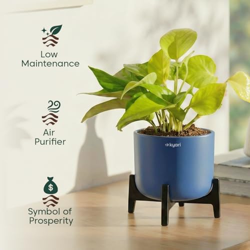 Image of Kyari Sansevieria Golden Hahnii Snake Plant Live Indoor Plant with Grey Self Watering Pot 4 Inch - Dwarf Snake Plant with Pot for Home, Bedroom, Office - Air Purifying Live Plant