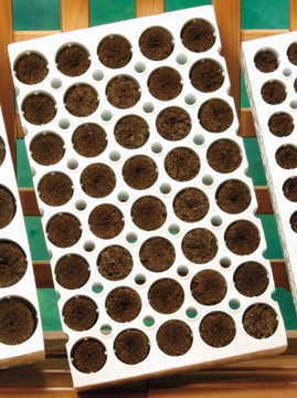 Park Seed 40-Cell Jumbo Planting Block