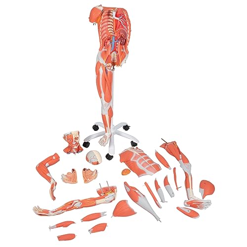 3B Scientific Menschliche Anatomie - Muskelfigur auf Metallstativ mit 5 Rollen, weiblich + kostenlose Anatomie App - 3B Smart Anatomy, 23-teilig